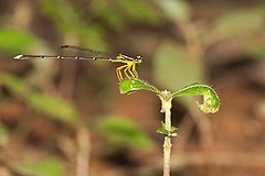 ♂ Copera marginipes