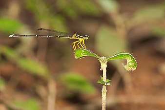 Copera marginipes, male