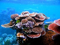 Affioramento corallino Flynn Reef.jpg