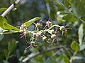 Odkvetlé květy kožařky Coriaria myrtifolia