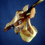 Coryanthes macrocorys