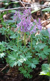 <i>Corydalis solida</i> species of plant