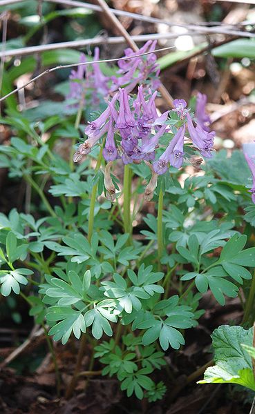 File:Corydalis solida 240406.jpg