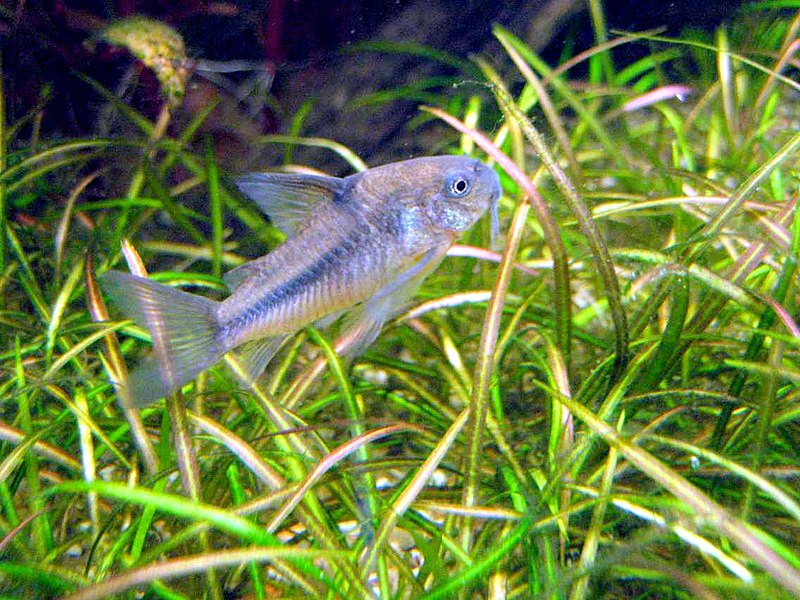 File:Corydoras nattereri.JPG