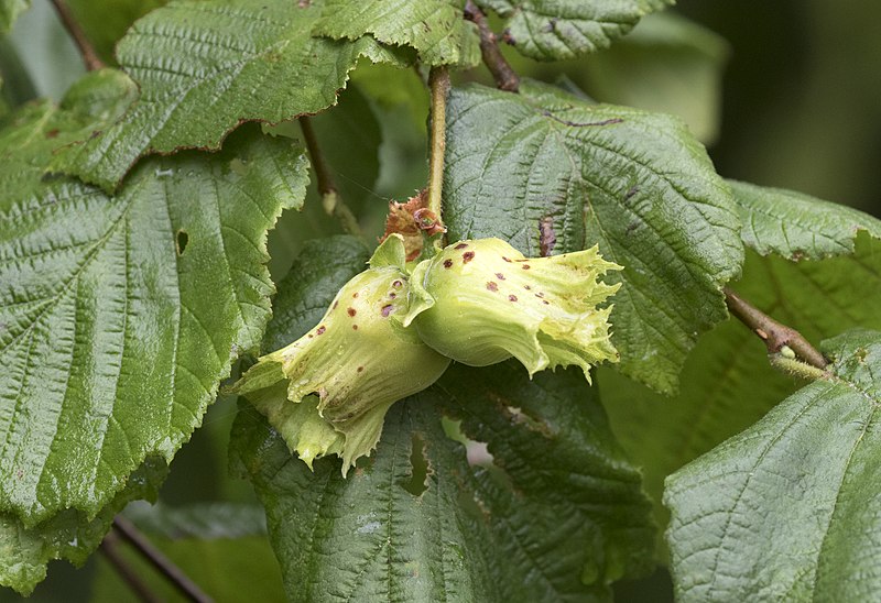 File:Corylus sp, Giresun 2017-07-06 03-1.jpg