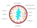 Vignette pour Actinopharynx