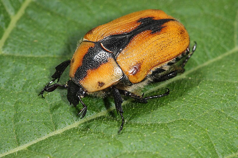 File:Cowboy beetle - Chondropyga dorsalis.jpg