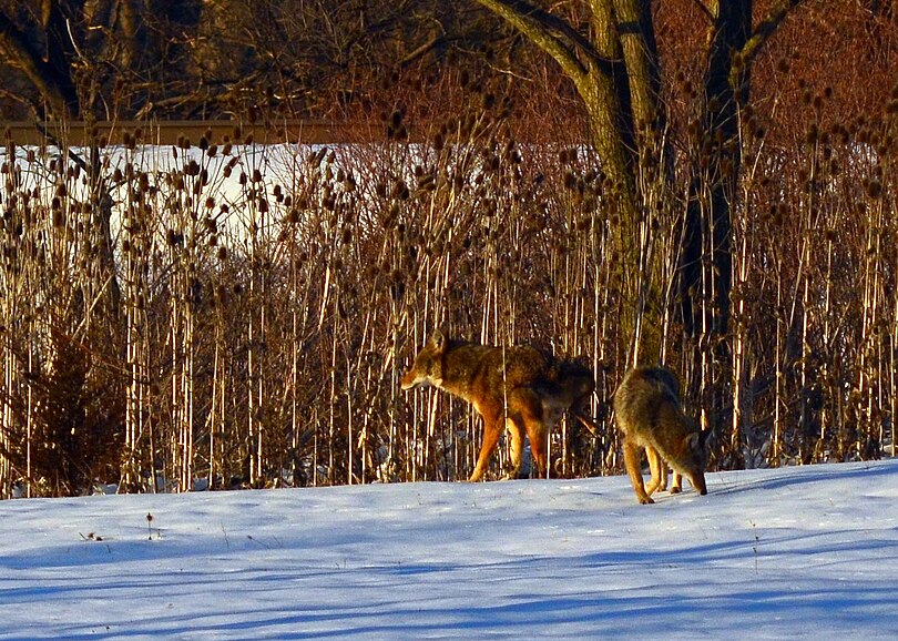 Coyote pair in Wheeling (8530485951).jpg