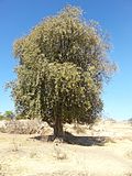 Miniatura para Vitex mollis