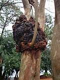 Thumbnail for File:Crape myrtle (Lagerstroemia sp.) Crown gall disease (49772805266).jpg