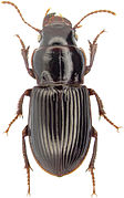 December 22: The beetle Cratacanthus dubius.