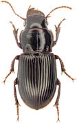 Cratacanthus dubius (Palisot de Beauvois) - ZooKeys-245-001-g035.jpeg