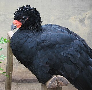 <span class="mw-page-title-main">Red-billed curassow</span> Species of bird