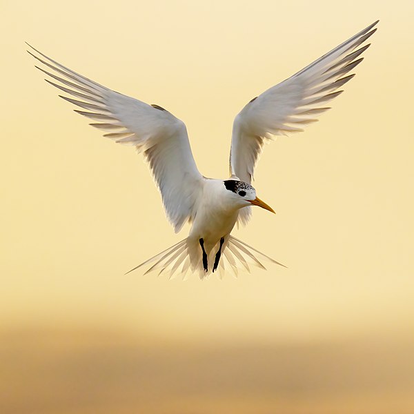 File:Crested Tern - Mortimer Bay.jpg