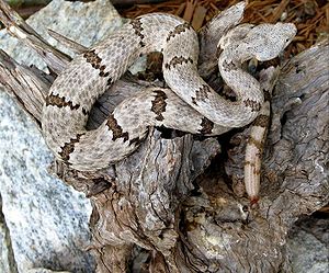 Rock rattlesnake (Crotalus lepidus)