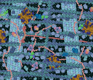 The cytosol is a crowded solution of many different types of molecules that occupy up to 30% of the cytoplasmic volume. Crowded cytosol.png