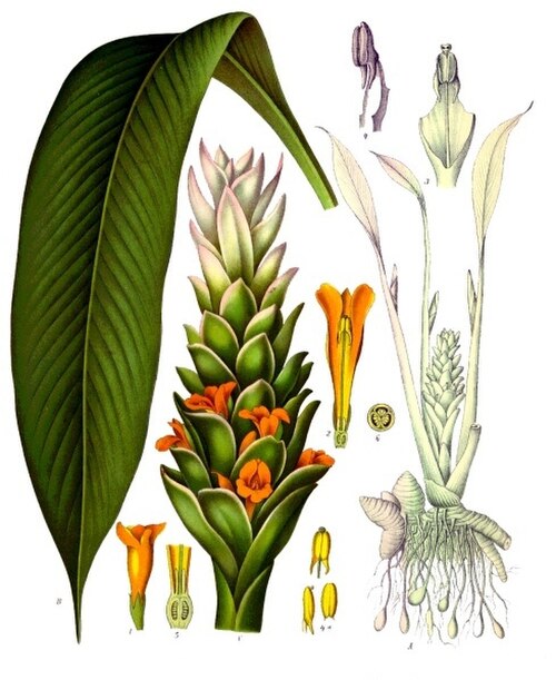 Botanical view of Curcuma longa