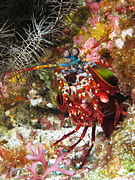 Curious mantis shrimp from Gilli Banta reef.JPG