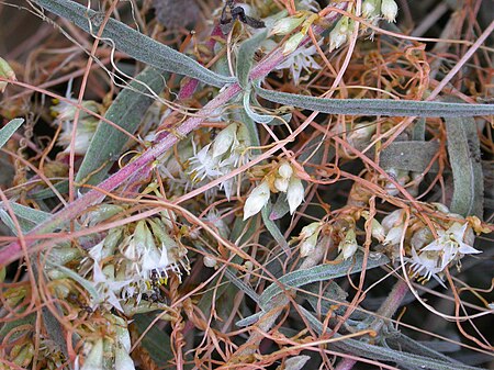 Cuscuta subinclusa flowers 2003-11-08.jpg