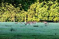 * Nomination Fallow deer in the wildlife park in Dülmen, North Rhine-Westphalia, Germany --XRay 08:36, 10 June 2023 (UTC) * Promotion  Support Good quality. --Poco a poco 12:49, 10 June 2023 (UTC)