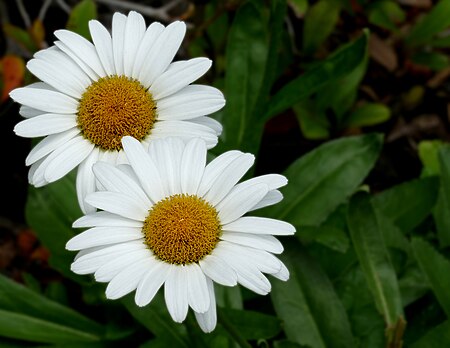Daisy Marguerite -- Argyranthemum.jpg