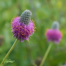 Dalea purpurea Arkansas.jpg