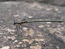 Damselfly (5482083176).jpg