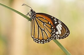 Danaus genutia female in Kerala, India