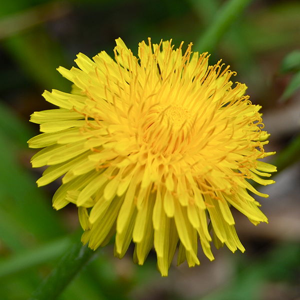 File:DandelionFlower2.JPG