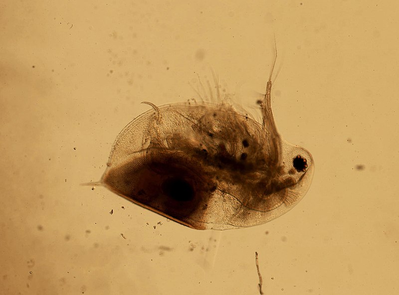 File:Daphnia pulex (YPM IZ 101530).jpeg