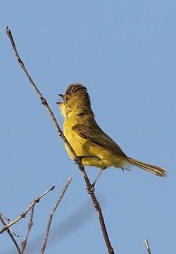 Dark-capped yellow warbler, Iduna natalensis, Vumba, Zimbabwe (21743021660).jpg