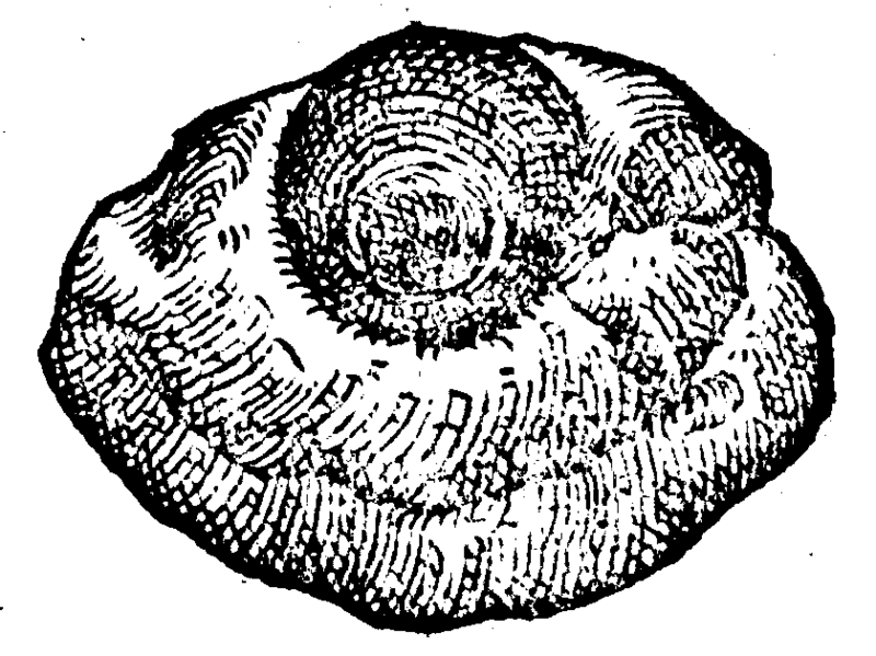 File:De rerum fossilium-158r.png