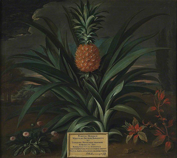 File:Decker'sPineapple TheodorNetscher FitzWilliamMuseum.jpg