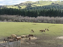 Beecraigs Country Park in the Bathgate Hills Deer feeding at Beecraigs - geograph.org.uk - 1749463.jpg