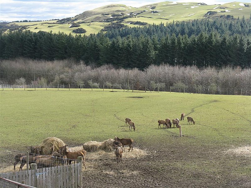 File:Deer feeding at Beecraigs - geograph.org.uk - 1749463.jpg