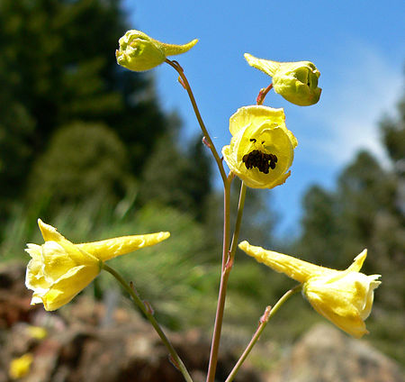 Delphinium luteum 2.jpg