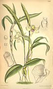 Dendrobium lacteum