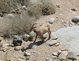 Anza-Borrego Desert State Park