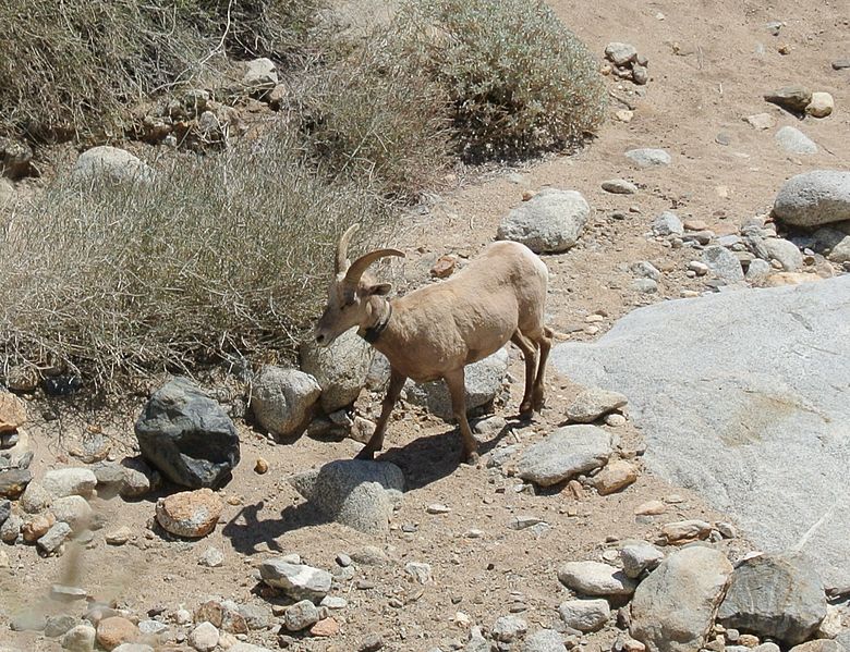 File:Desert Bighorn Sheep Anza Borrego.jpg