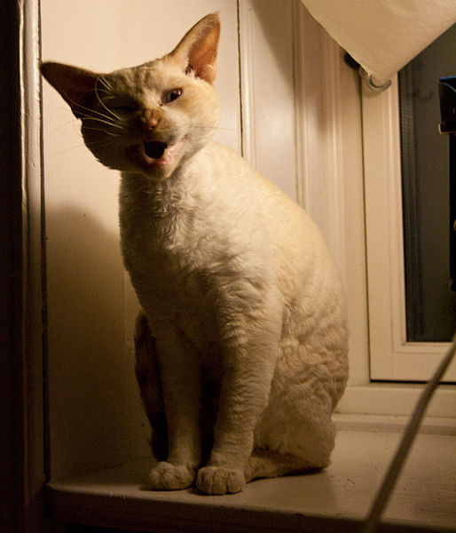 File:Devon Rex.jpg