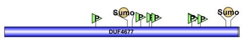 CCDC184 protein Domain, motif and post translational modification diagram Diagram of CCDC184.png