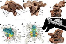 Referred neck vertebrae and skull of AODF 836 Diamantinasaurus AODF 836.jpg