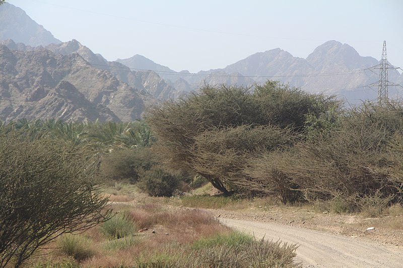 File:Dibba Al Fujairah Nature8.jpg