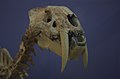 Fósil de Smilodon en el Museo de Ciencias Naturales de Valencia