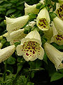 Digitalis purpurea 'Primrose Carousel' Flower Closeup 1200px.jpg