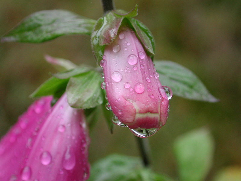 File:Digitalis purpurea Krakonosze1.JPG