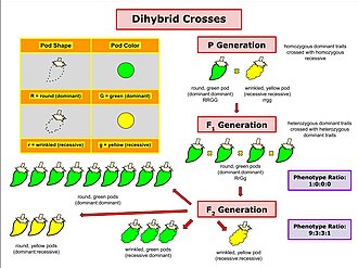 A Dihybrid Cross Involves The Crossing Of Just One Trait Crosses Involving More Than One Gene Dihybrid And Let S Now Examine A Dihybrid Cross That Involves Two Traits Jamuiga