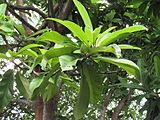 Dillenia indica (Elephant apple) tree in RDA, Bogra