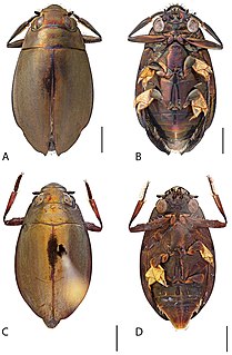 <i>Dineutus productus</i> Species of beetle
