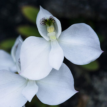 Disa virginalis